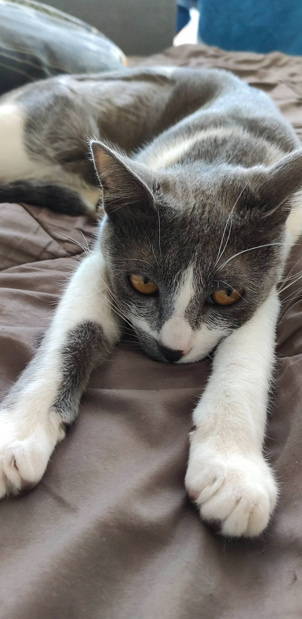 Lilith a rejoint le concours — aidez-le/la à gagner de superbes lots ! carnivore, cat, claw, comfort, domestic_short_haired_cat, felidae, fur, grey, mammal, nap, paw, small_to_medium_sized_cats, snout, tail, vertebrate, whiskers, window