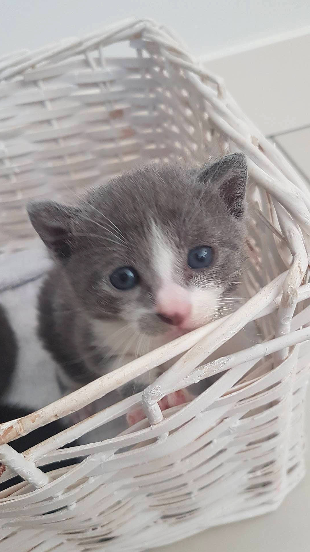 Lilith participe au concours pour gagner de l'argent avec cette photo : animal_shelter, basket, cage, carnivore, cat, cat_supply, domestic_short_haired_cat, eye, fawn, felidae, fur, iris, pet_supply, service, small_to_medium_sized_cats, snout, terrestrial_animal, whiskers, wicker, wood