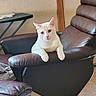 animal, cat, ears, eyes, face, furniture, home, indoor, leather_chair, living_room, paws, pet, photography, pink_nose, portrait, recliner, relaxed, sitting, whiskers, white_cat