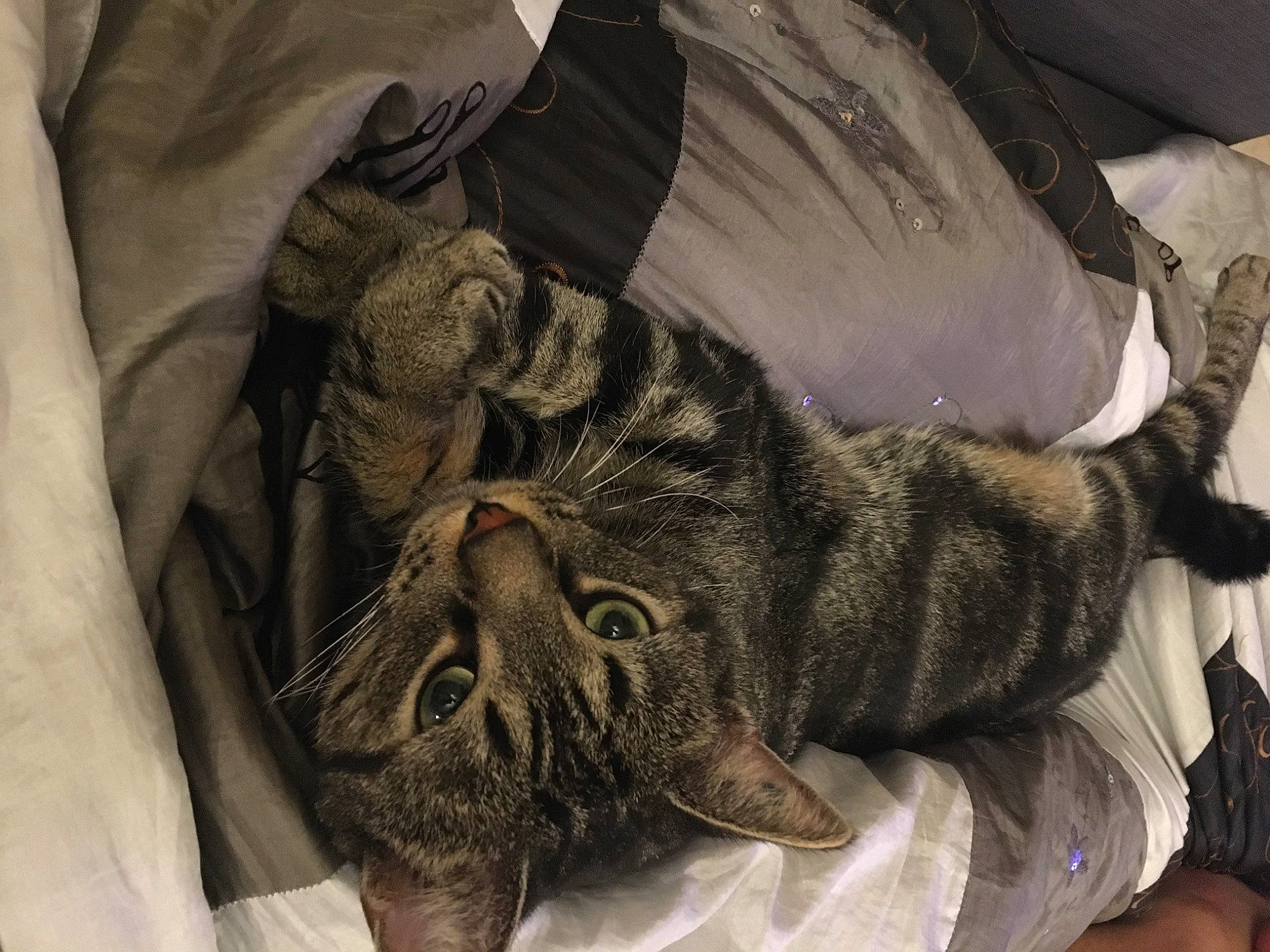 Peyo participe au concours pour gagner de l'argent avec cette photo : carnivore, cat, claw, comfort, domestic_short_haired_cat, felidae, fur, grey, linens, mammal, nap, pattern, paw, sleep, small_to_medium_sized_cats, snout, tail, terrestrial_animal, whiskers