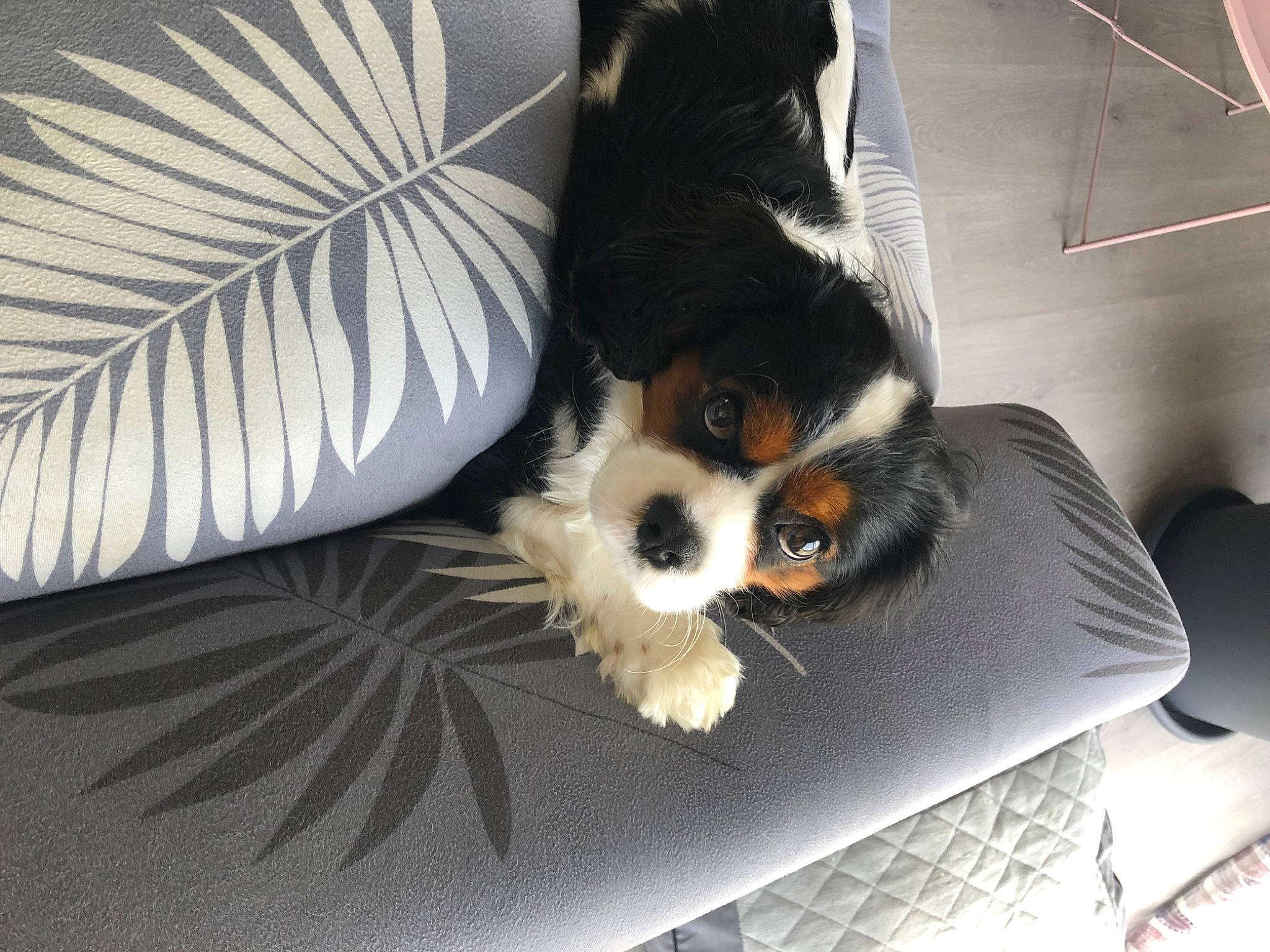 Play participe au concours pour gagner de l'argent avec cette photo : canidae, carnivore, cavalier_king_charles_spaniel, comfort, companion_dog, dog, dog_breed, dog_supply, fur, king_charles_spaniel, paw, small_terrier, snout, spaniel, sporting_group, sunglasses, toy_dog, whiskers, wing, working_animal
