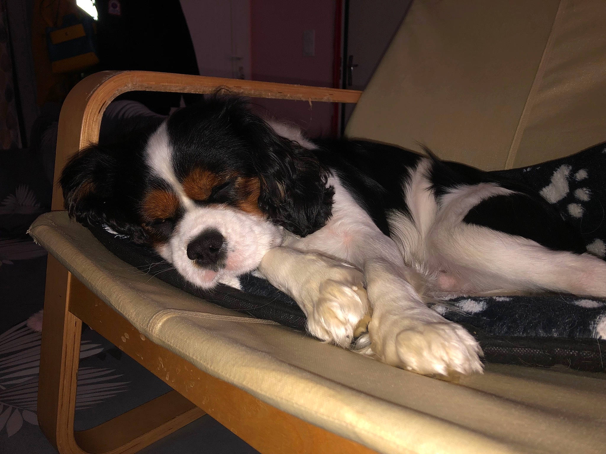 Play participe au concours pour gagner de l'argent avec cette photo : beaglier, canidae, carnivore, cavalier_king_charles_spaniel, chair, comfort, companion_dog, couch, dog, dog_breed, fur, puppy, sporting_group, table, terrestrial_animal, toy_dog, wood, working_dog