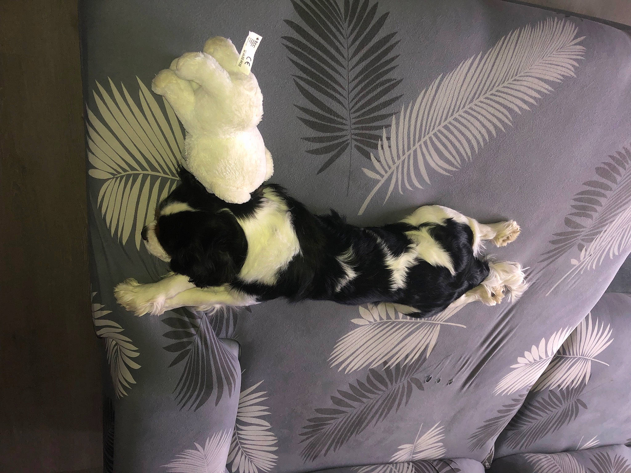 Play participe au concours pour gagner de l'argent avec cette photo : art, comfort, companion_dog, couch, feather, formal_wear, fur, linens, monochrome_photography, painting, pattern, picture_frame, plant, room, tail, tree, visual_arts, wing