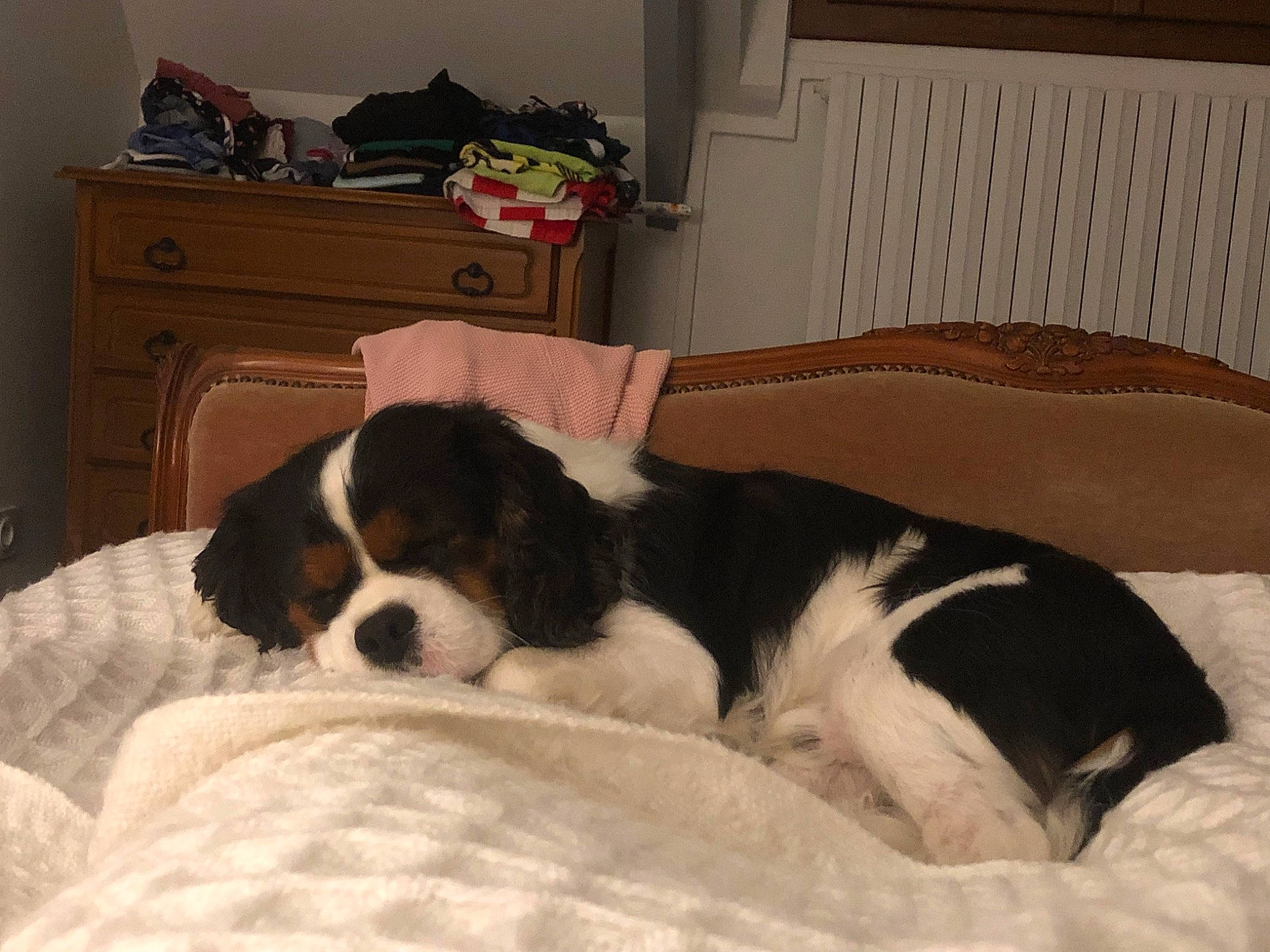 Play a rejoint le concours — aidez-le/la à gagner de superbes lots ! bored, cabinetry, carnivore, chest, chest_of_drawers, comfort, companion_dog, couch, dog, dog_breed, door, drawer, hardwood, linens, living_room, picture_frame, room, sporting_group, terrestrial_animal, working_animal