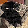 animal, bed, black_dog, canine, companion, cozy, curly_fur, cute, dog, domestic, friendship, fur, furry, indoor, pet, relaxed, resting, sleeping, sleepy, snuggling