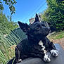 animal, black_dog, blue_sky, canine, daylight, dog, ears_up, fence, fur, garden, grass, greenery, nature, outdoor, pet, relaxed, resting, side_view, watching, white_paws