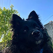 Tom a rejoint le concours — aidez-le/la à gagner de superbes lots ! animal, black_dog, blue_sky, canine, close_up, collar, daylight, dog, ears, fur, grass, greenery, looking_away, nature, outdoor, pet, portrait, sky, sunlight, tree