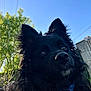 animal, black_dog, blue_sky, canine, close_up, collar, daylight, dog, ears, fur, grass, greenery, looking_away, nature, outdoor, pet, portrait, sky, sunlight, tree