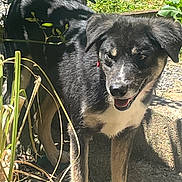 Filou participe au concours pour gagner de l'argent avec cette photo : animal, black_coat, canine, daylight, dog, ears, fur, grass, happy, nature, outdoor, pet, plants, playful, rocks, standing, sunlight, tan_coat, tongue_out, young_dog