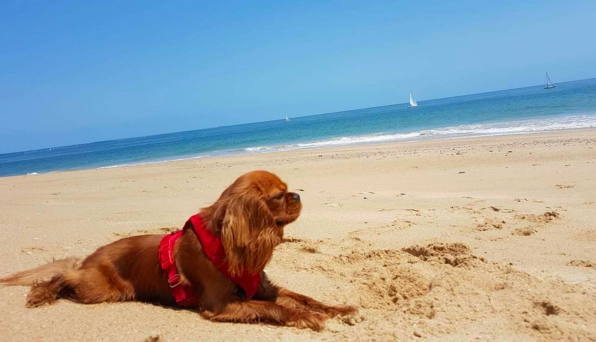 Lady a rejoint le concours — aidez-le/la à gagner de superbes lots ! beach, carnivore, collar, companion_dog, dog, dog_breed, dog_collar, fawn, fun, horizon, leisure, liver, people_on_beach, sand, shore, sky, water, wind_wave, wood, working_animal