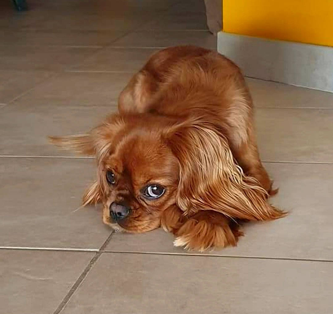 Lady participe au concours pour gagner de l'argent avec cette photo : canidae, carnivore, cavalier_king_charles_spaniel, companion_dog, dog, dog_breed, fawn, floor, flooring, fur, hardwood, king_charles_spaniel, liver, snout, spaniel, sporting_group, toy_dog, whiskers, wood, working_animal