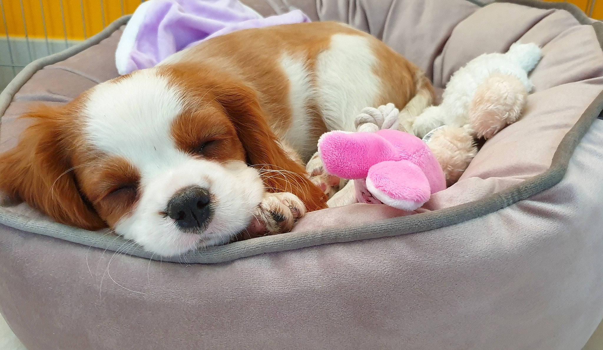 Bianca a rejoint le concours — aidez-le/la à gagner de superbes lots ! beaglier, bored, canidae, carnivore, comfort, companion_dog, dog, dog_breed, dog_supply, fawn, fur, irishjacks, linens, liver, paw, snout, sporting_group, terrestrial_animal, toy, working_animal