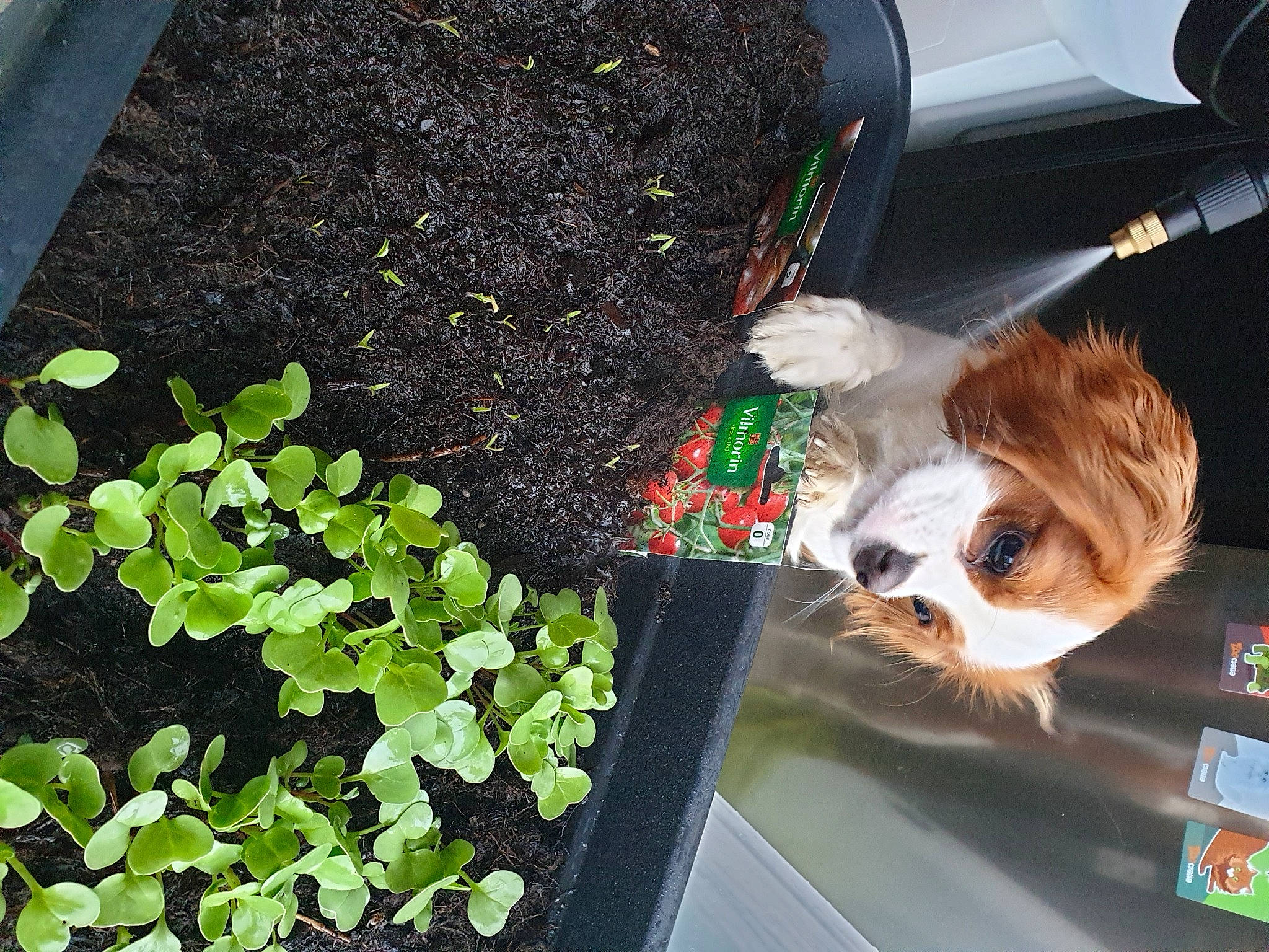 Bianca participe au concours pour gagner de l'argent avec cette photo : annual_plant, aquatic_plant, canidae, carnivore, cat, companion_dog, eyewear, fawn, felidae, flowerpot, fur, grass, green, groundcover, houseplant, plant, small_to_medium_sized_cats, tail, toy, whiskers