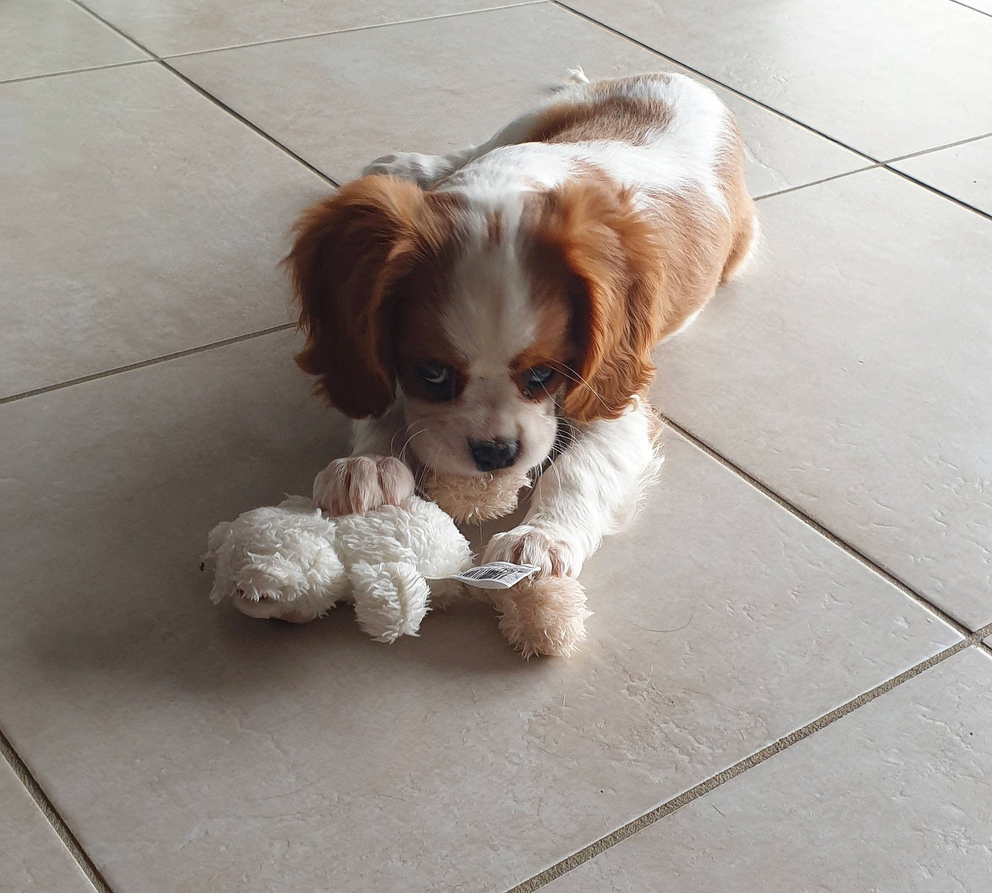 Bianca a rejoint le concours — aidez-le/la à gagner de superbes lots ! carnivore, cavalier_king_charles_spaniel, companion_dog, dog, dog_breed, dog_supply, fawn, flooring, fur, leash, liver, paw, pet_supply, snout, spaniel, tail, tennis_ball, tile_flooring, toy, toy_dog