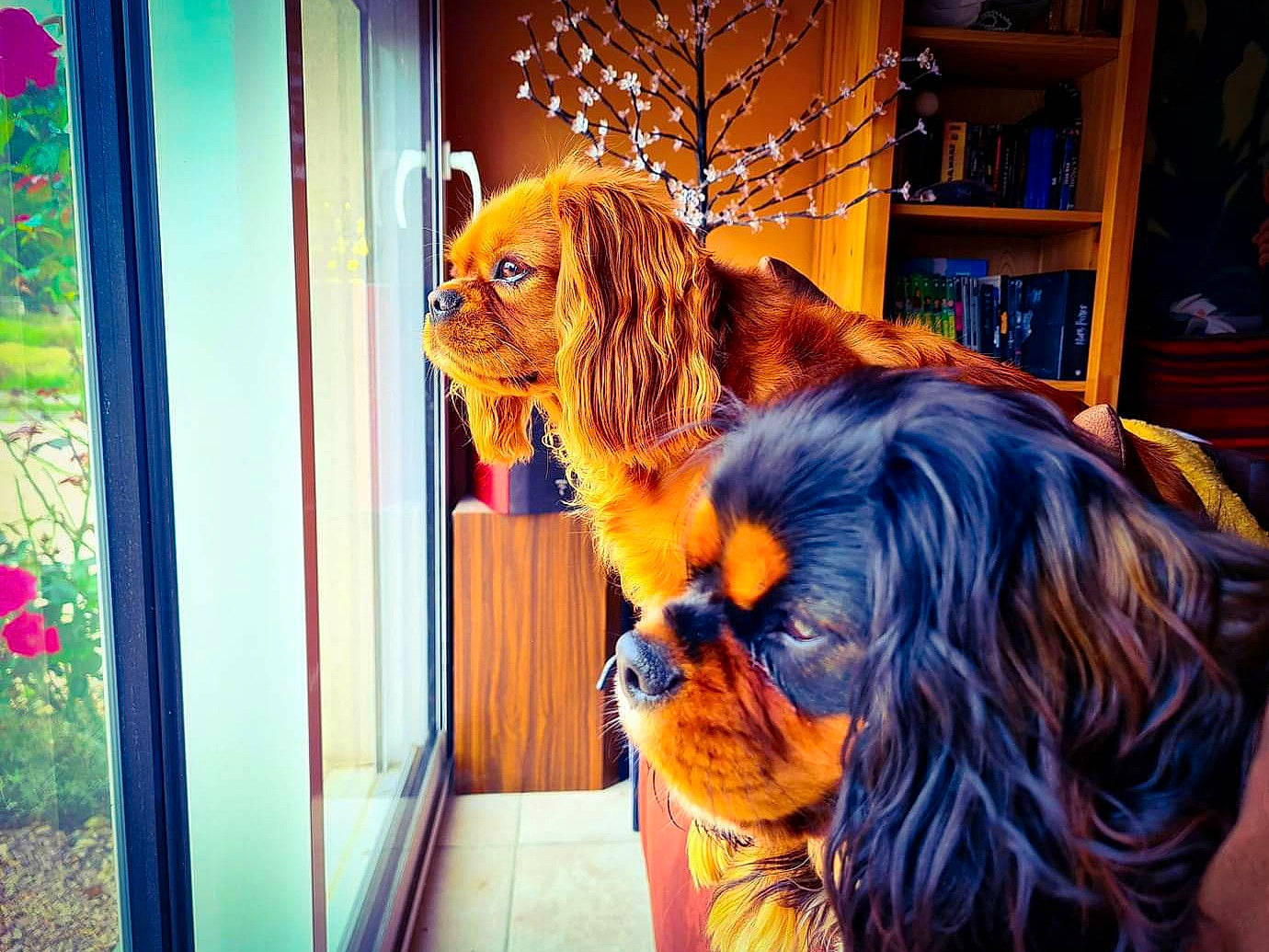 Mowgli a rejoint le concours — aidez-le/la à gagner de superbes lots ! art, bookcase, canidae, carnivore, companion_dog, dog, dog_breed, door, fawn, felidae, fur, plant, shelf, shelving, snout, sporting_group, terrestrial_animal, tree, whiskers, wood