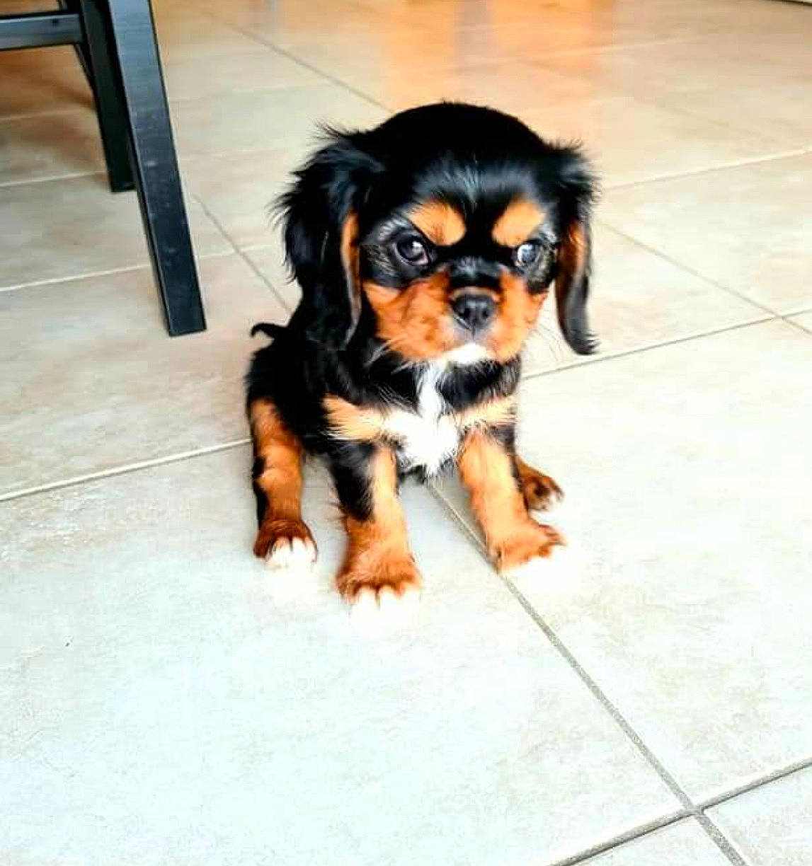 Mowgli a rejoint le concours — aidez-le/la à gagner de superbes lots ! canidae, carnivore, cavalier_king_charles_spaniel, chair, companion_dog, dog, dog_breed, fawn, flooring, foot, fur, liver, paw, puppy, snout, spaniel, sporting_group, toy_dog, working_animal, working_dog