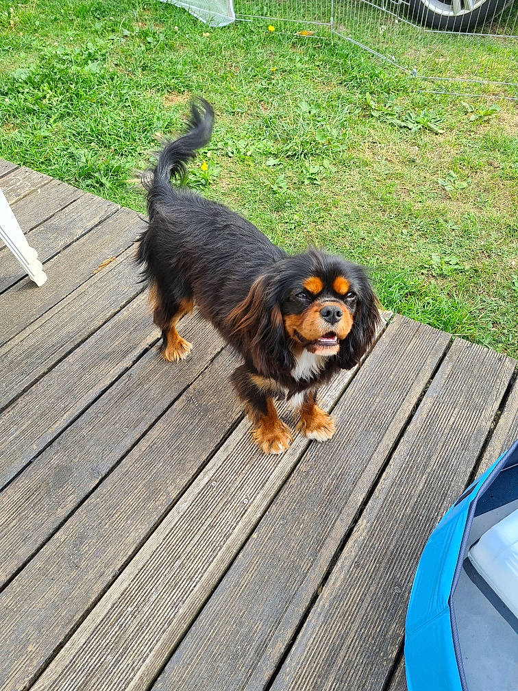 Mowgli a rejoint le concours — aidez-le/la à gagner de superbes lots ! automotive_tire, canidae, carnivore, companion_dog, deck, dog, dog_breed, driveway, flooring, fur, grass, hardwood, snout, sporting_group, tail, terrestrial_animal, tire, wheel, wood, working_dog