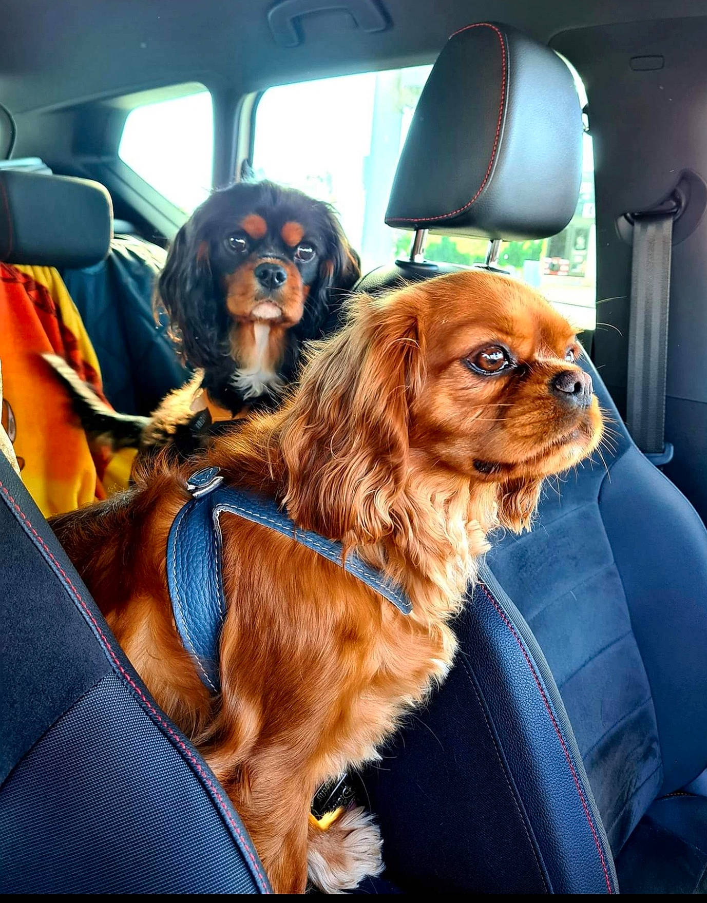 Mowgli participe au concours pour gagner de l'argent avec cette photo : automotive_exterior, brown, canidae, car_seat, car_seat_cover, carnivore, companion_dog, dog, dog_breed, door, fur, gun_dog, head_restraint, liver, snout, spaniel, sporting_group, vehicle_door, windshield, working_animal