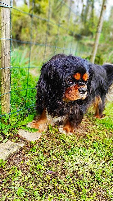 Mowgli participe au concours pour gagner de l'argent avec cette photo : canidae, carnivore, cavalier_king_charles_spaniel, companion_dog, dog, dog_breed, fawn, fence, fur, grass, jungle, king_charles_spaniel, liver, plant, snout, spaniel, sporting_group, terrestrial_animal, wildlife, wire_fencing