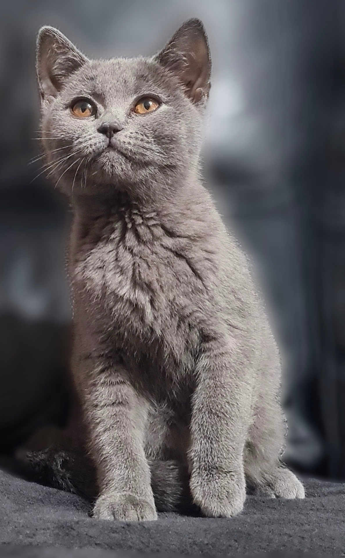 Belle joined the competition — help win amazing prizes! cat, gray_cat, feline, pet, animal, fur, whiskers, sitting, portrait, closeup, amber_eyes, cute, soft_texture, indoor, domestic, focused, fluffy, curious, young_cat, furry