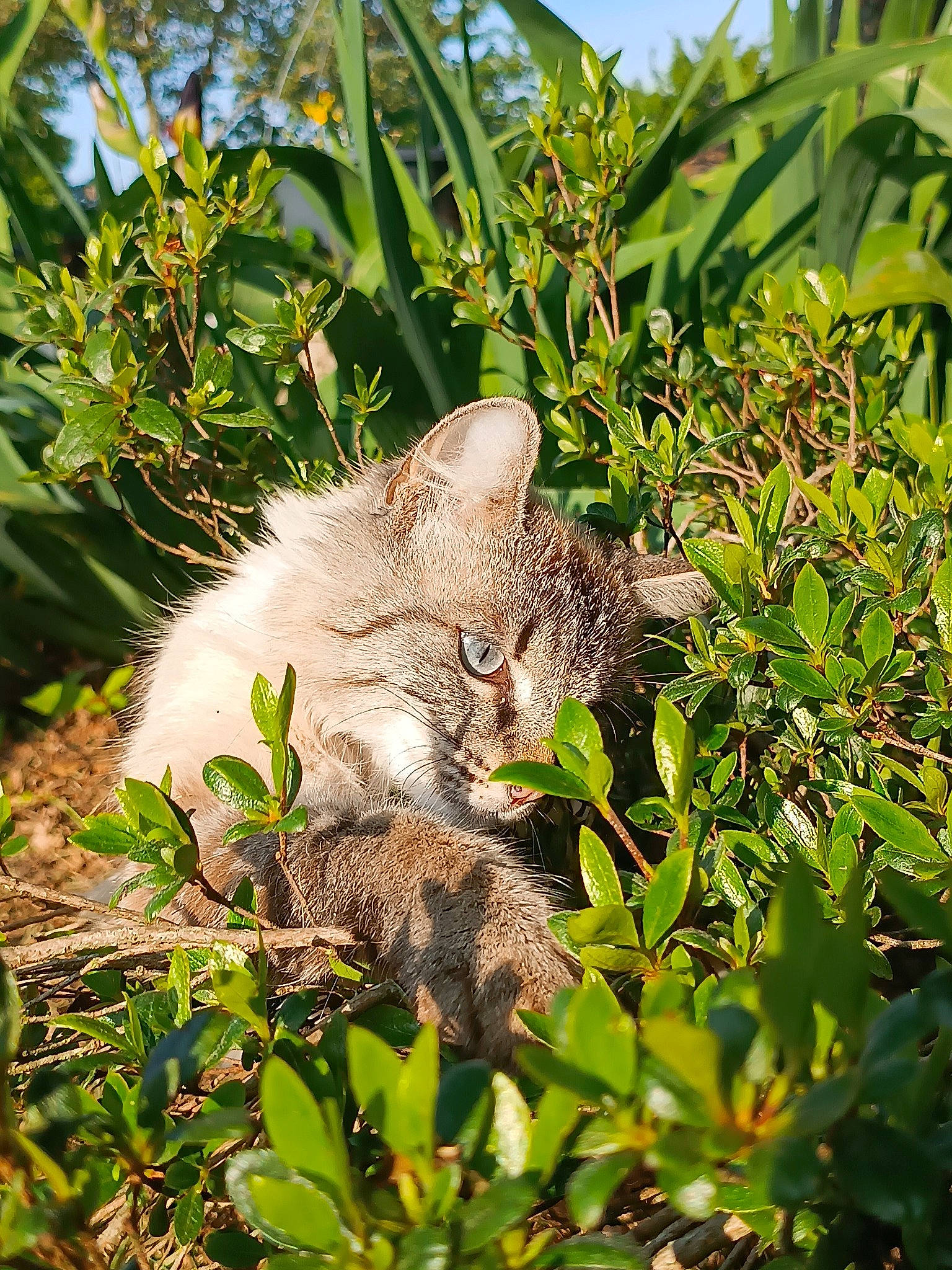 Duchesse a rejoint le concours — aidez-le/la à gagner de superbes lots ! carnivore, cat, domestic_short_haired_cat, fawn, felidae, flowering_plant, fur, grass, groundcover, plant, shrub, sky, small_to_medium_sized_cats, snout, tail, terrestrial_animal, terrestrial_plant, vegetation, whiskers, wildlife