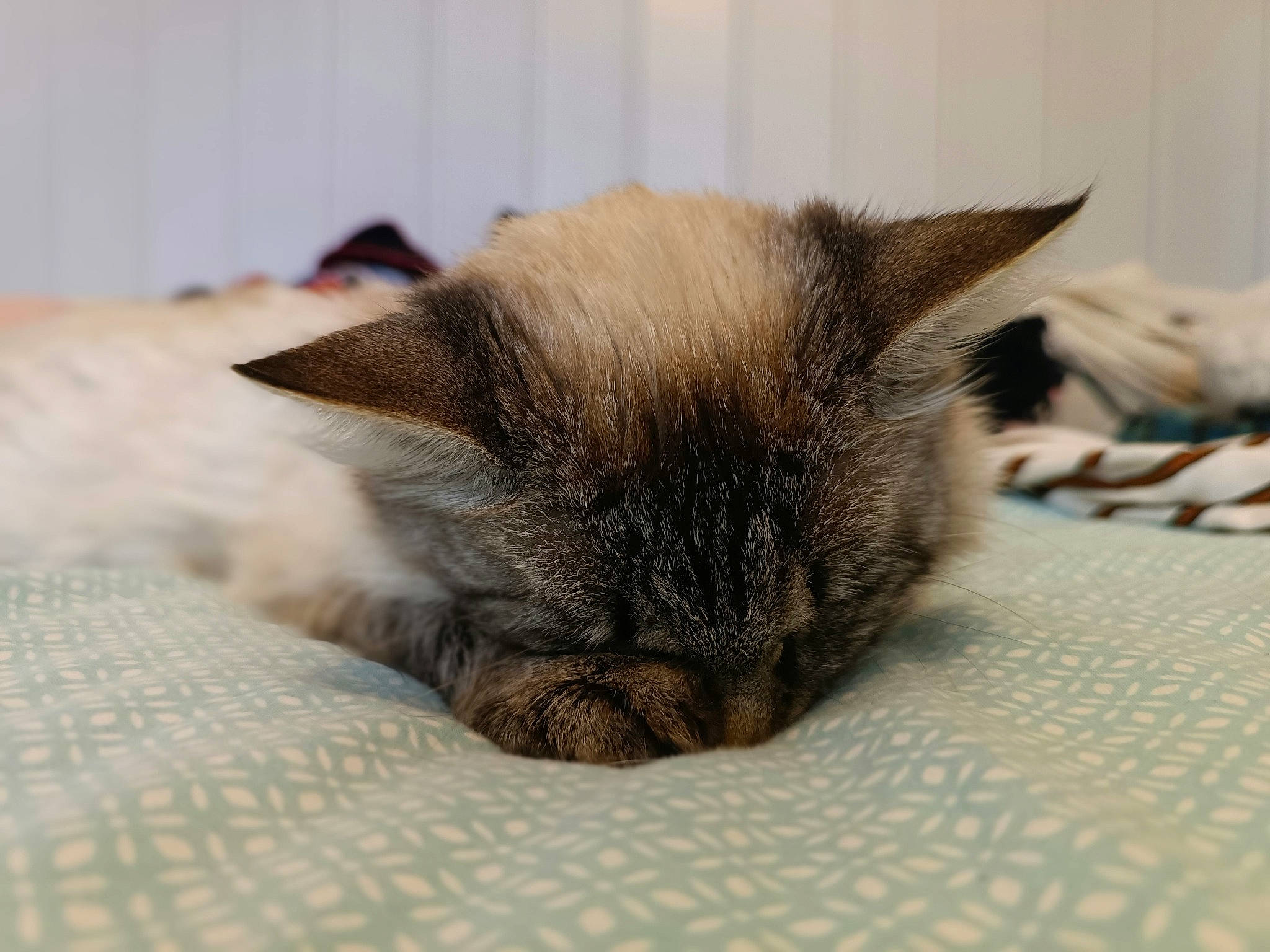 Duchesse a rejoint le concours — aidez-le/la à gagner de superbes lots ! carnivore, cat, claw, comfort, domestic_short_haired_cat, fawn, felidae, flooring, fur, grey, linens, nap, paw, room, siamese, sleep, small_to_medium_sized_cats, snout, terrestrial_animal, whiskers