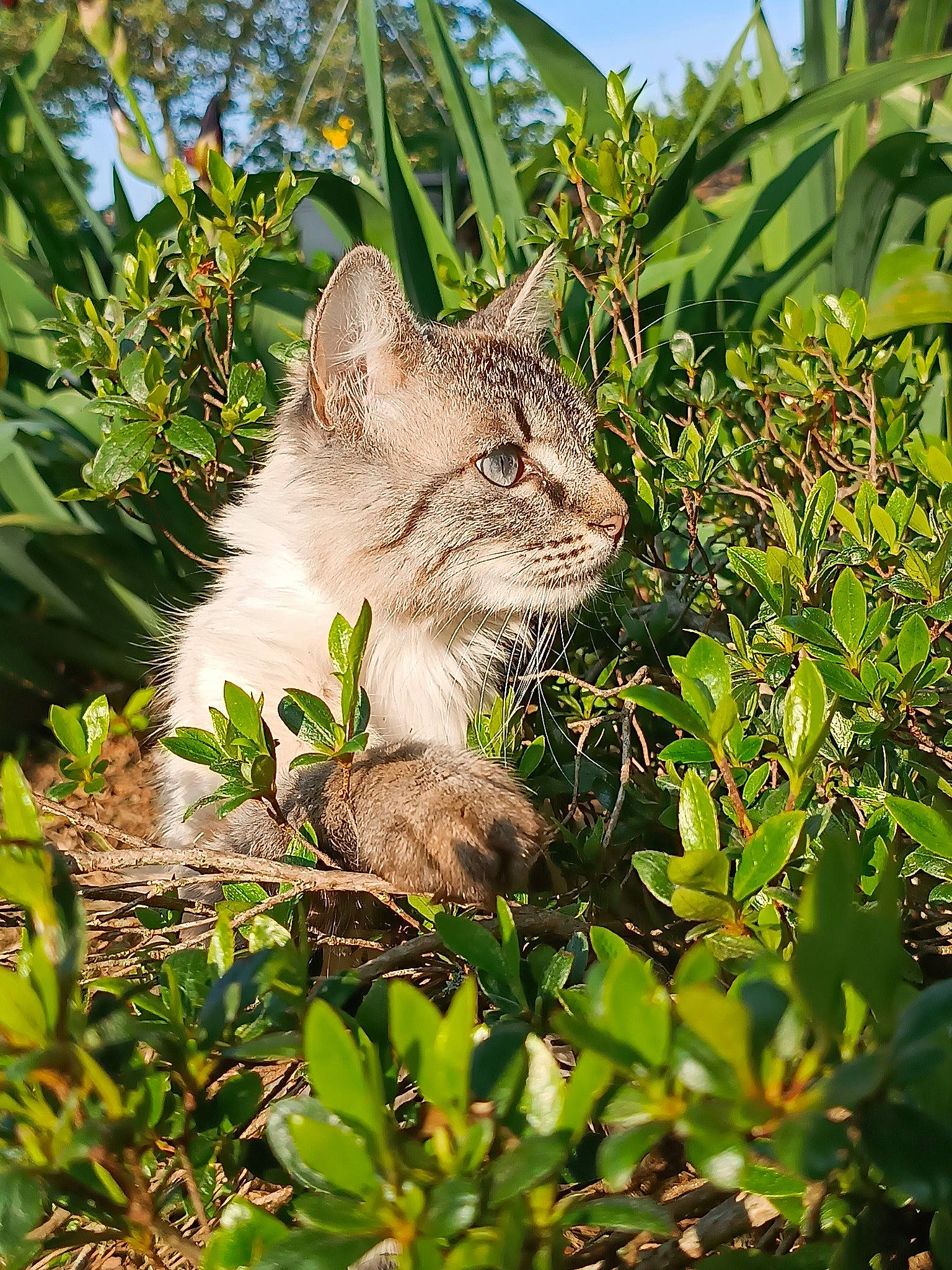 Duchesse a rejoint le concours — aidez-le/la à gagner de superbes lots ! carnivore, cat, domestic_short_haired_cat, fawn, felidae, garden, grass, groundcover, herb, jungle, plant, shrub, sky, small_to_medium_sized_cats, snout, tail, terrestrial_animal, terrestrial_plant, whiskers, wildlife