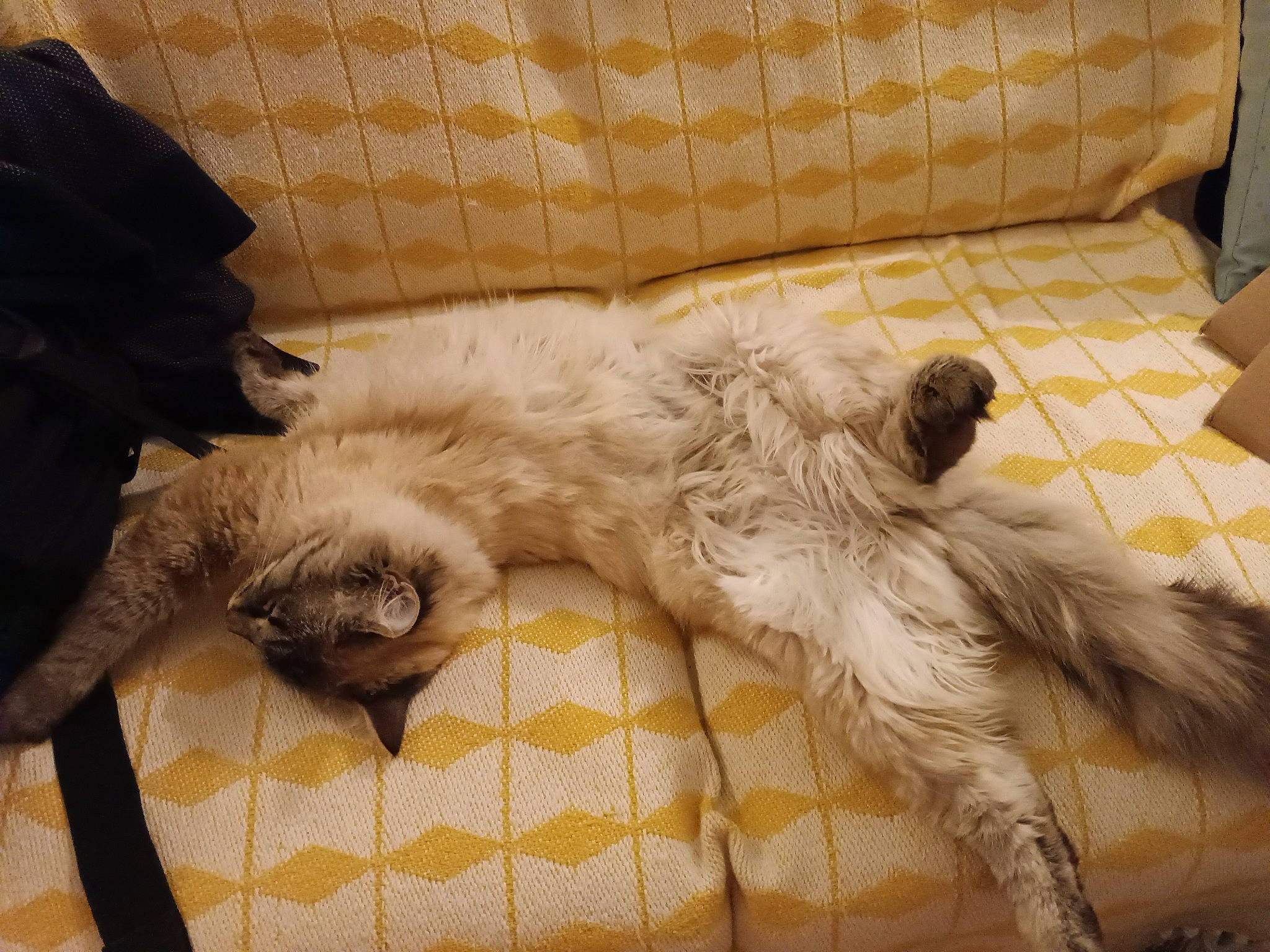 Duchesse a rejoint le concours — aidez-le/la à gagner de superbes lots ! canidae, carnivore, comfort, companion_dog, couch, dog, dog_breed, duvet, felidae, fur, linens, liver, nap, paw, puppy, small_to_medium_sized_cats, sporting_group, tail, whiskers, working_animal