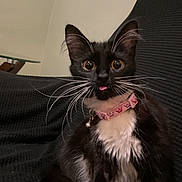 Stella joined the competition — help win amazing prizes! alert, animal, black_and_white, black_background, cat, closeup, couch, cute, domestic_cat, fur, furniture, household, indoor, pet, pink_collar, sitting, tongue_out, tuxedo_cat, whiskers, wide_eyes