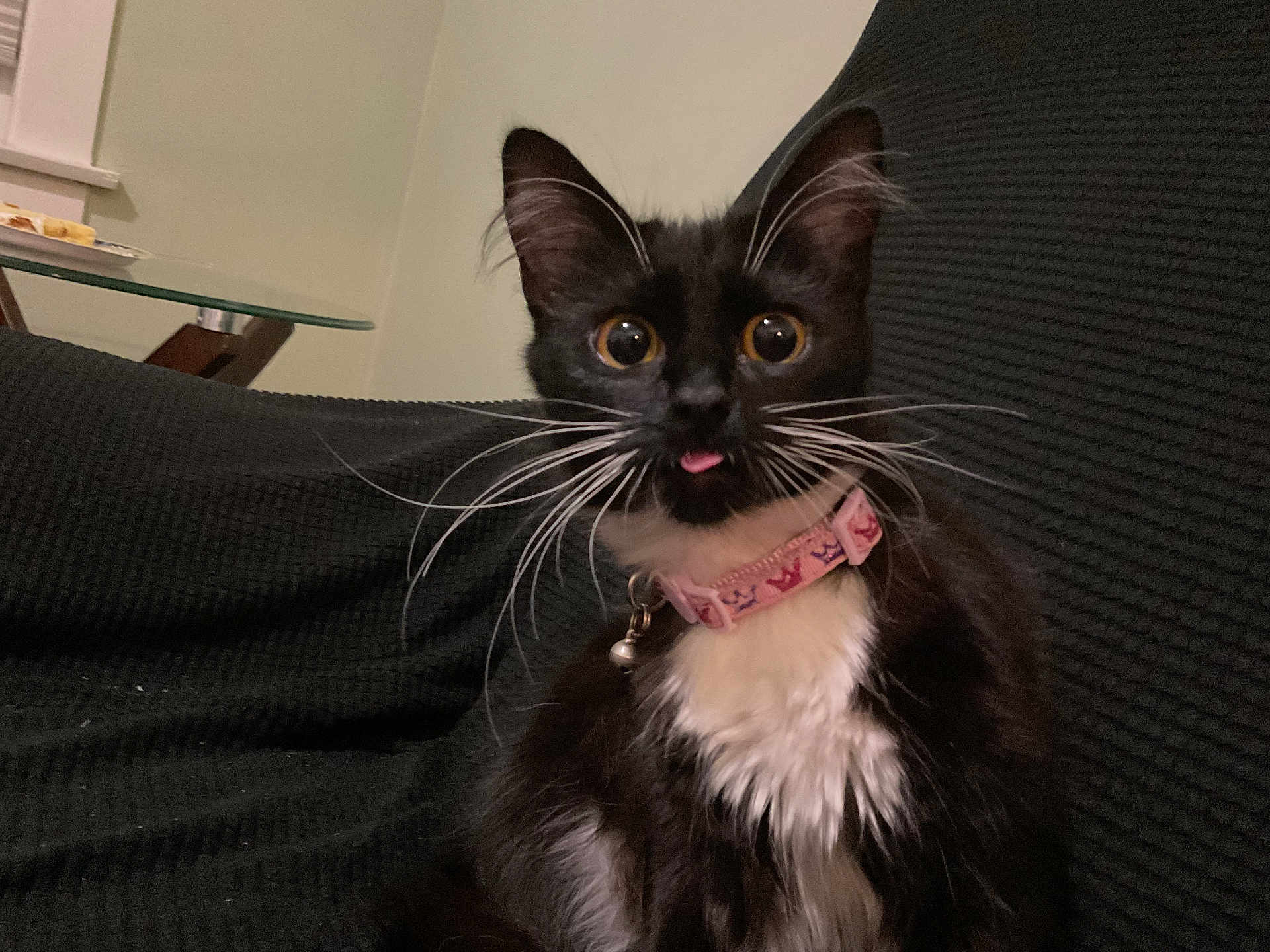 Stella