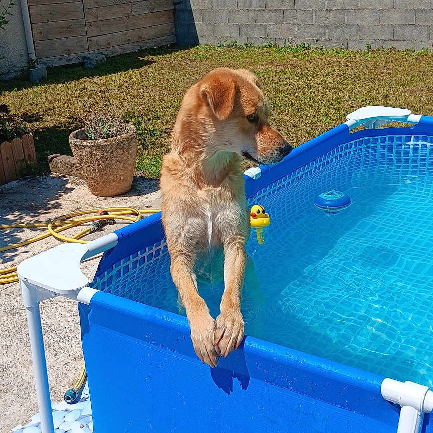Turbo a rejoint le concours — aidez-le/la à gagner de superbes lots ! animal, backyard, canine, clothing, dog, flagstone, goldenretriever, nature, outdoors, path, person, pet, plant, pool, slate, summer, swimmingpool, walkway, water, yard