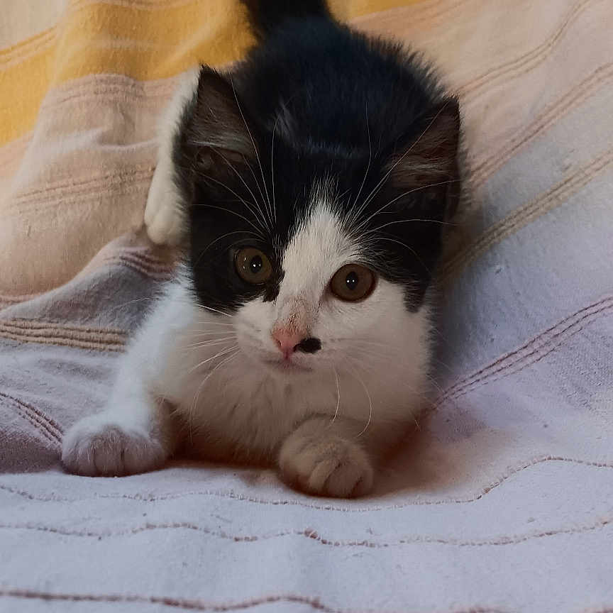 Zoé