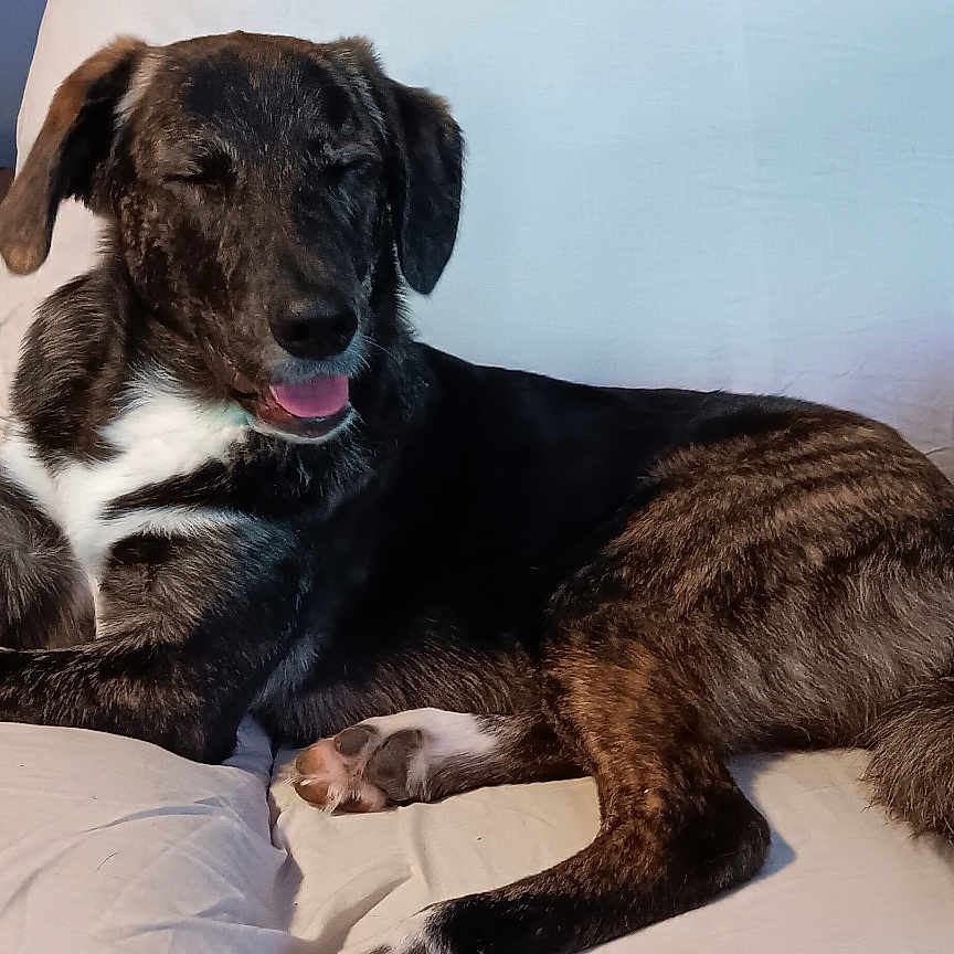 Guapa
