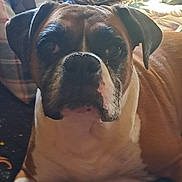 Sky Roberts joined the competition — help win amazing prizes! animal, blanket, brown, close_up, cozy, dog, ears, face, fur, indoor, light, lying_down, nose, pattern, pet, pillow, resting, shadow, sun_design, white