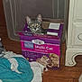 Sylvia Roberts is registered to the contest to win money with this photo: cat, tabby_cat, box, cardboard_box, indoor, wooden_floor, blanket, pet, animal, curious, feline, container, furniture, flooring, domestic_cat, eyes, looking, pet_supplies, cozy, household