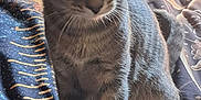 Sylvia Roberts is registered to the contest to win money with this photo: cat, kitten, tabby, pet, animal, fur, whiskers, ears, eyes, paws, bed, blanket, indoor, cute, curious, feline, sitting, young, soft_light, cozy