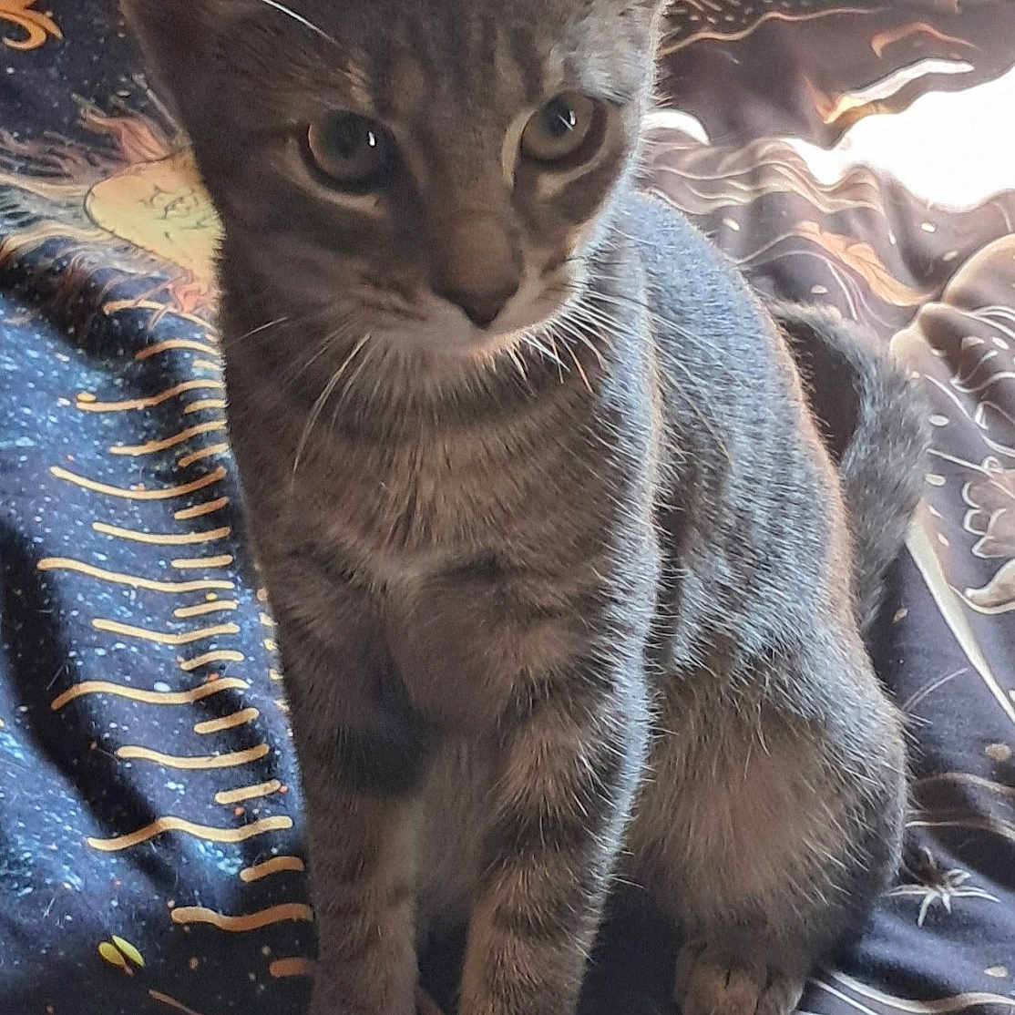 Sylvia Roberts is registered to the contest to win money with this photo: animal, bed, blanket, cat, cozy, curious, cute, ears, eyes, feline, fur, indoor, kitten, paws, pet, sitting, soft_light, tabby, whiskers, young