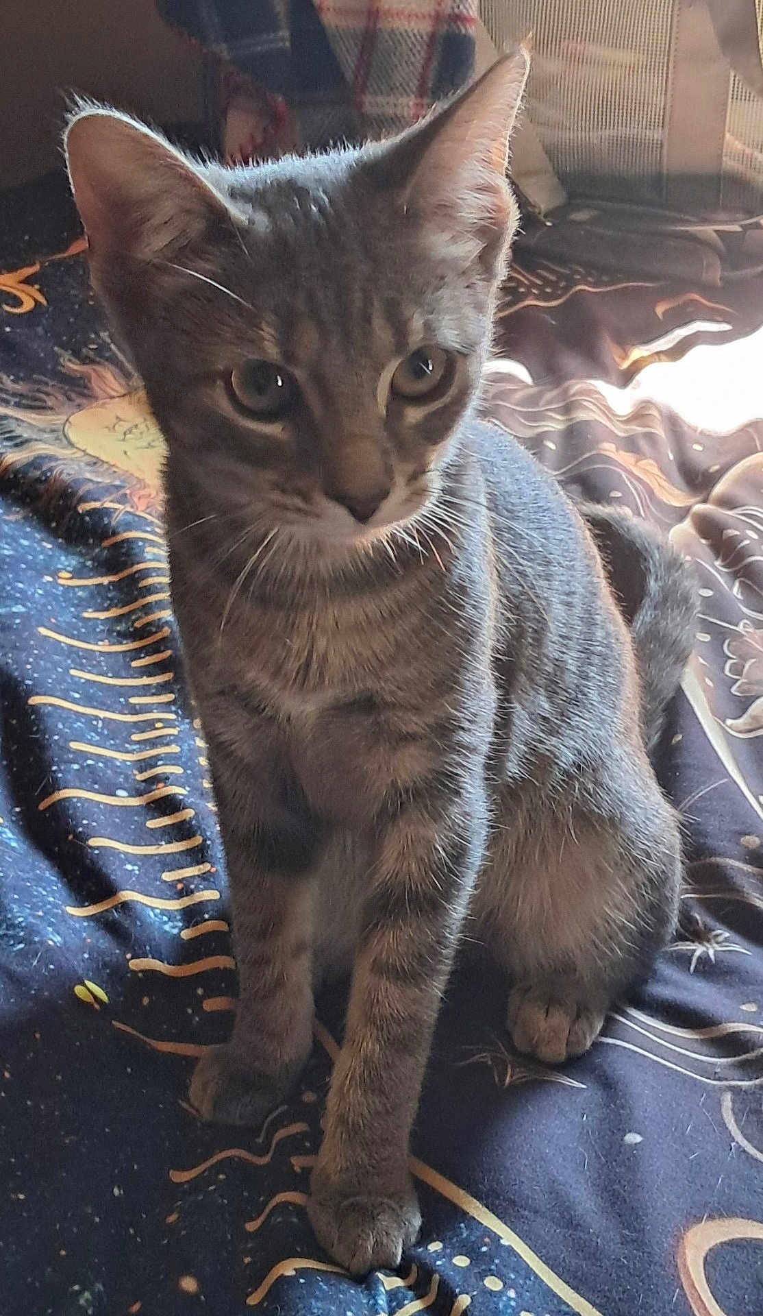 Sylvia Roberts is registered to the contest to win money with this photo: cat, kitten, tabby, pet, animal, fur, whiskers, ears, eyes, paws, bed, blanket, indoor, cute, curious, feline, sitting, young, soft_light, cozy