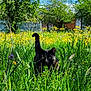 black_cat, cat, grass, wildflowers, yellow_flowers, greenery, outdoor, nature, sunlight, trees, blue_sky, meadow, animal, pet, feline, spring, summer, closeup, plant, field