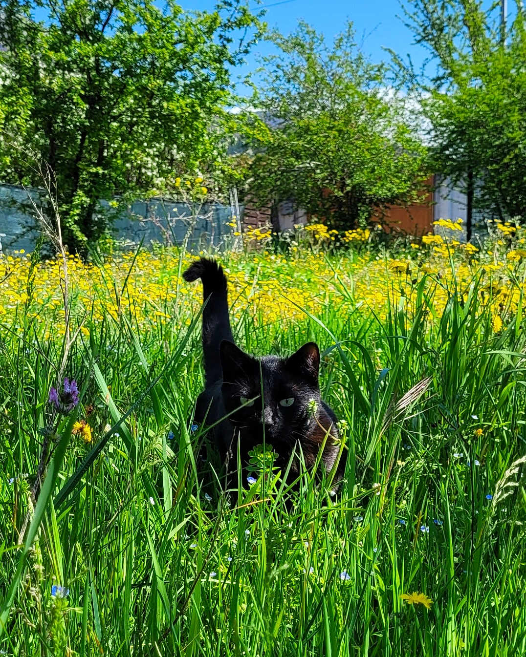 Duchesse a rejoint le concours — aidez-le/la à gagner de superbes lots ! black_cat, cat, grass, wildflowers, yellow_flowers, greenery, outdoor, nature, sunlight, trees, blue_sky, meadow, animal, pet, feline, spring, summer, closeup, plant, field