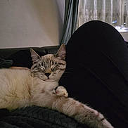 Yuki participe au concours pour gagner de l'argent avec cette photo : cat, sleeping, relaxed, indoor, blanket, feline, cozy, resting, pet, fur, whiskers, paw, curtains, window, home, soft, dark_clothing, couch, comfort, quiet