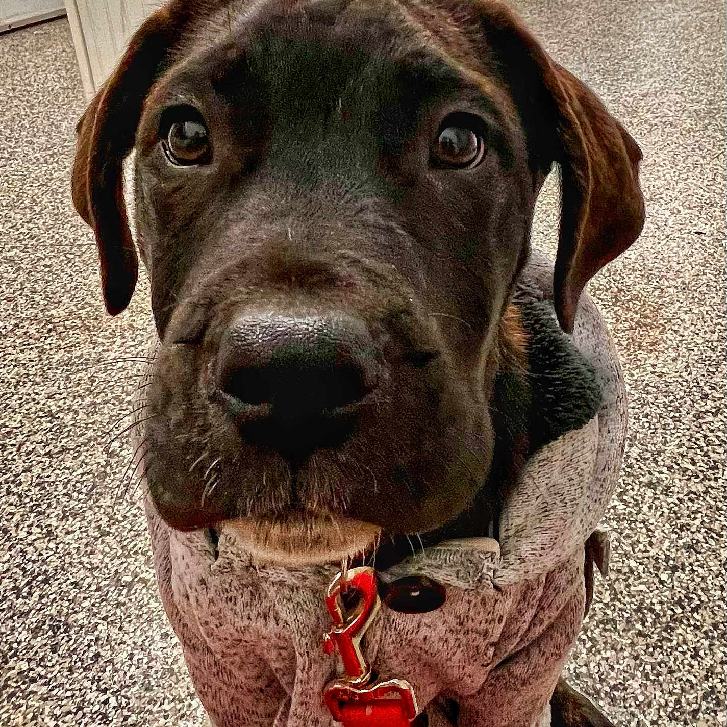 Ragnar joined the competition — help win amazing prizes! animal, black_dog, canine, close_up, collar, columns, companion, cute, dog, domestic_animal, ears, floor, fur, indoor, leash, looking_up, pet, puppy, sitting, sweater