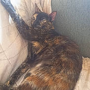 Plume a rejoint le concours — aidez-le/la à gagner de superbes lots ! cat, tortoiseshell, feline, pet, animal, resting, couch, fabric, indoor, relaxed, paw, fur, sleepy, stretching, closeup, domestic, cozy, home, pattern, soft_light