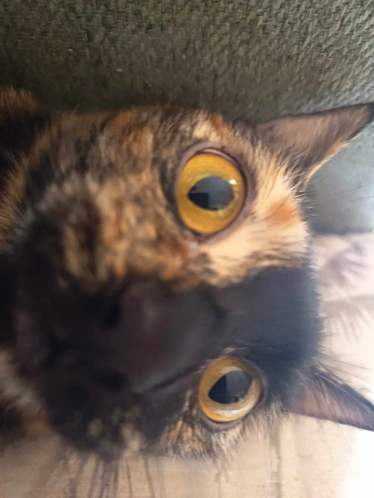 Plume a rejoint le concours — aidez-le/la à gagner de superbes lots ! cat, close_up, yellow_eyes, whiskers, fur, pet, animal, curious, indoor, face, portrait, feline, ears, snout, tabby, cute, expression, domestic_cat, mammal, eye