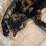 Plume a rejoint le concours — aidez-le/la à gagner de superbes lots ! cat, tortoiseshell, sleeping, paw, fur, whiskers, closeup, pet, resting, cozy, indoor, cute, relaxed, animal, mammal, soft, texture, beige, nap, stretching