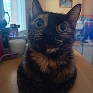 Plume participe au concours pour gagner de l'argent avec cette photo : animal, background, blur, cat, closeup, curious, domestic, ears, eyes, feline, fur, household, indoor, pet, sitting, table, tortoiseshell, whiskers, window, wood