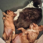 Angel participe au concours pour gagner de l'argent avec cette photo : puppy, dog, cat, sleeping, couch, cozy, fur, nap, pets, animal, cute, relaxation, black_and_white_cat, brown_puppy, indoor, resting, soft, close_up, companion, friendship