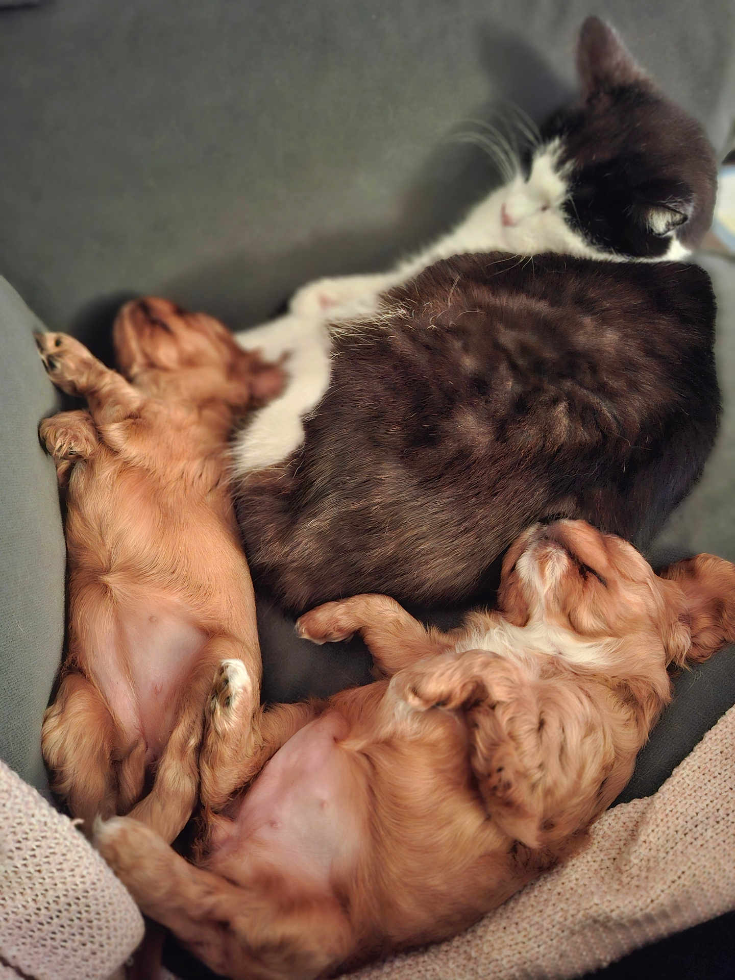 Angel participe au concours pour gagner de l'argent avec cette photo : puppy, dog, cat, sleeping, couch, cozy, fur, nap, pets, animal, cute, relaxation, black_and_white_cat, brown_puppy, indoor, resting, soft, close_up, companion, friendship