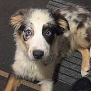 Roxy is registered to the contest to win money with this photo: dog, puppy, blue_eyes, fluffy, indoor, carpet, striped, laying_down, pet, canine, fur, muzzle, ears, cute, animal, companion, collar, tag, black_nose, attention