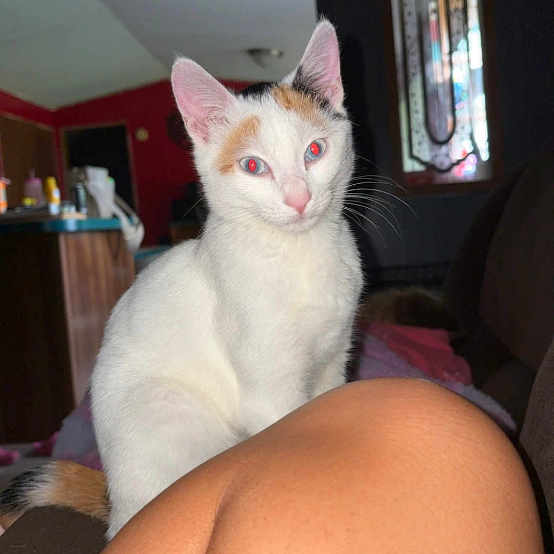 Milo is registered to the contest to win money with this photo: animal, calico, cat, closeup, couch, cozy, curious, decorative_window, domestic, furniture, home, indoor, knee, light, person, pet, red_eye, sitting, whiskers, window